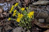 Tussilago farfara. Верхушки побегов с соцветиями. Краснодарский край, Сочи, Хостинский р-н, Змейковские водопады, широколиственный лес. 11.03.2025.