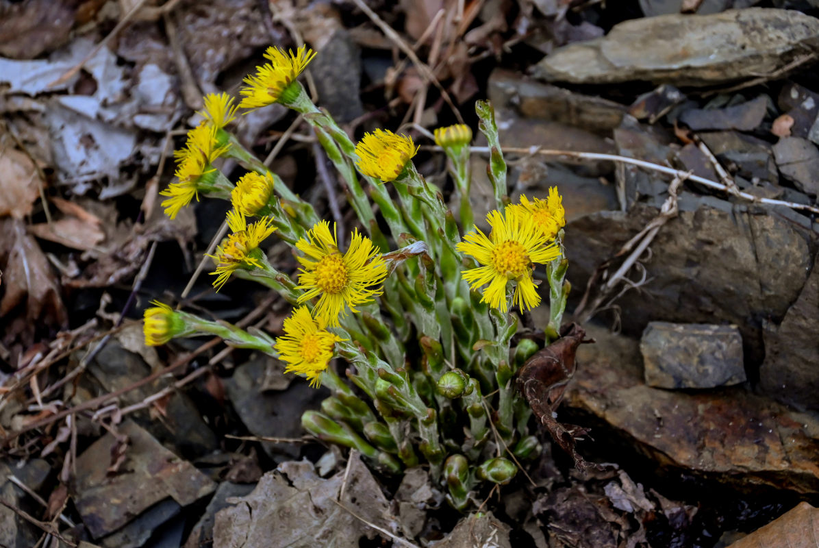 Image of Tussilago farfara specimen.
