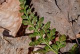 Asplenium adiantum-nigrum