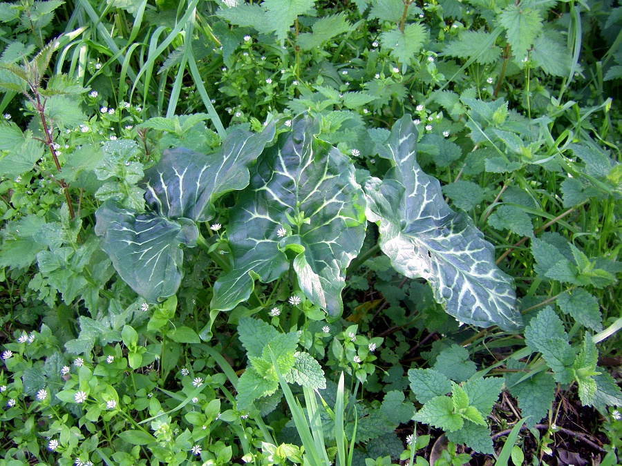 Image of Arum italicum specimen.