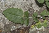 Crepis pulchra