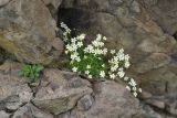 Saxifraga adenophora