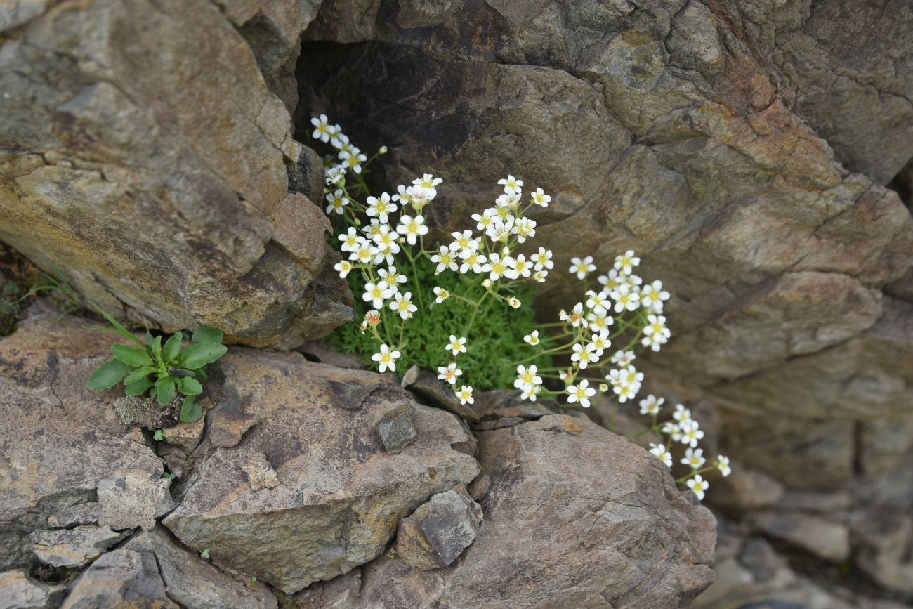 Изображение особи Saxifraga adenophora.
