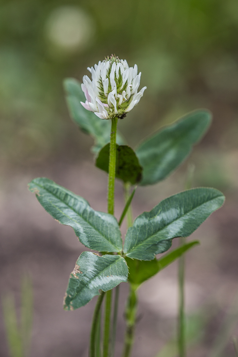 Image of Trifolium pratense specimen.