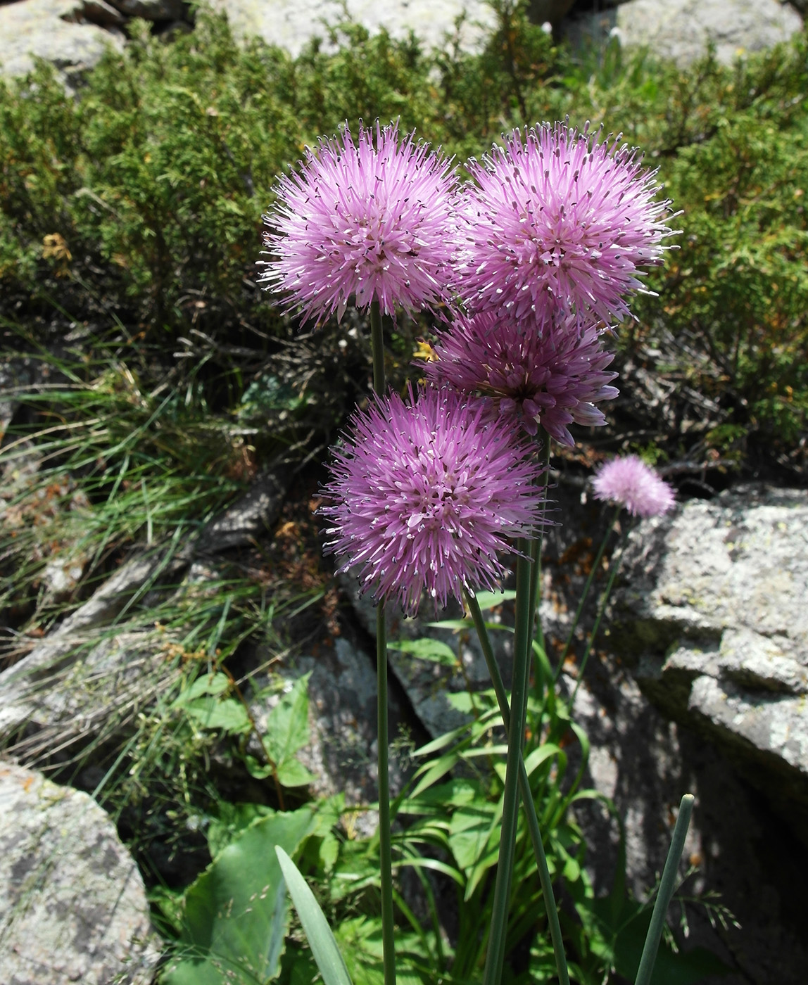 Image of Allium platyspathum specimen.