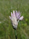 Allium maximowiczii. Верхушка побега с разворачивающимся соцветием. Хабаровский край, г. Комсомольск-на-Амуре, дол. ручья Тёплый ключ, зарастающий пустырь. 27.06.2025.