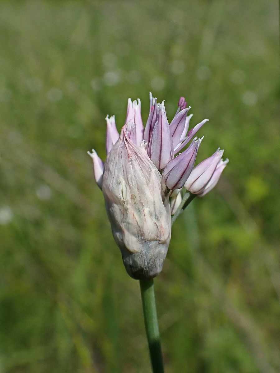 Изображение особи Allium maximowiczii.