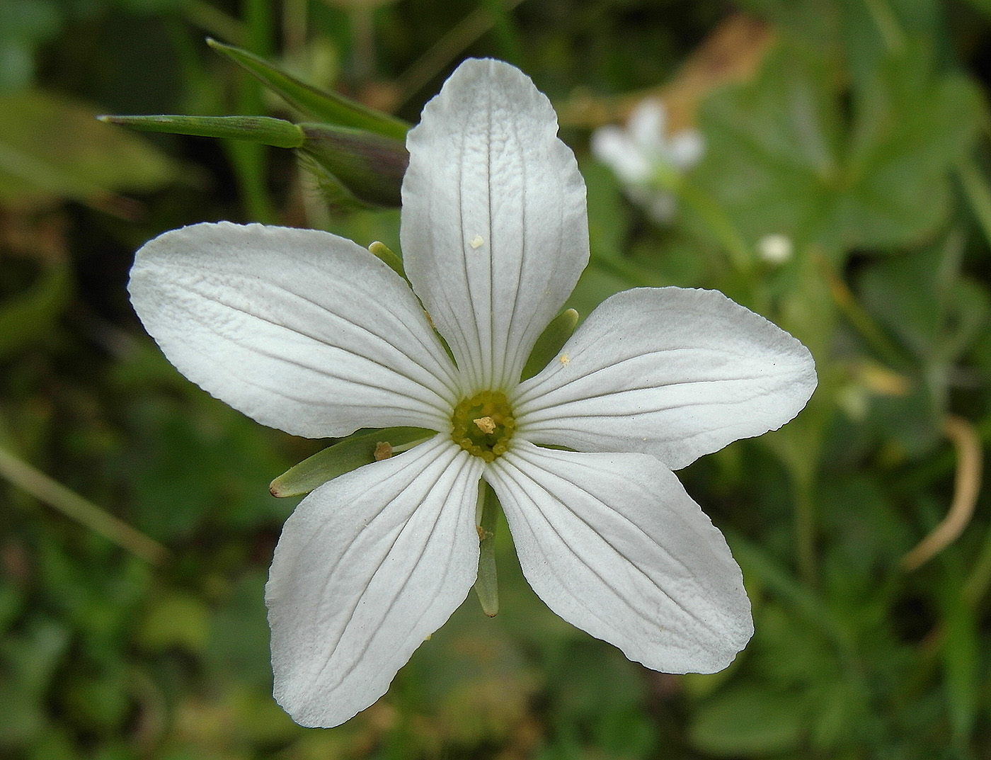 Изображение особи Parnassia laxmannii.