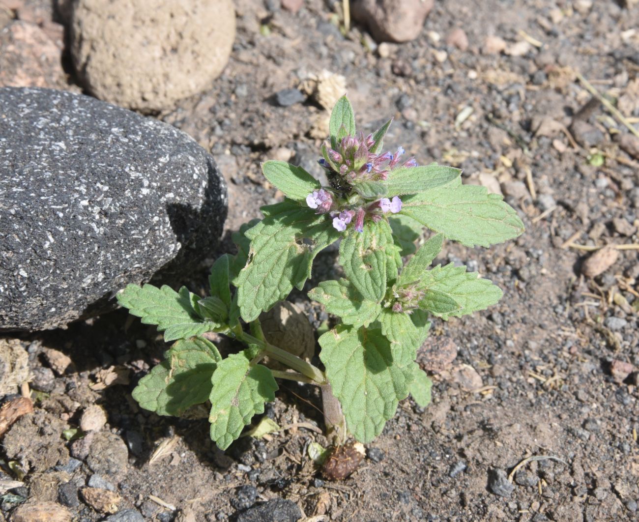 Image of genus Nepeta specimen.