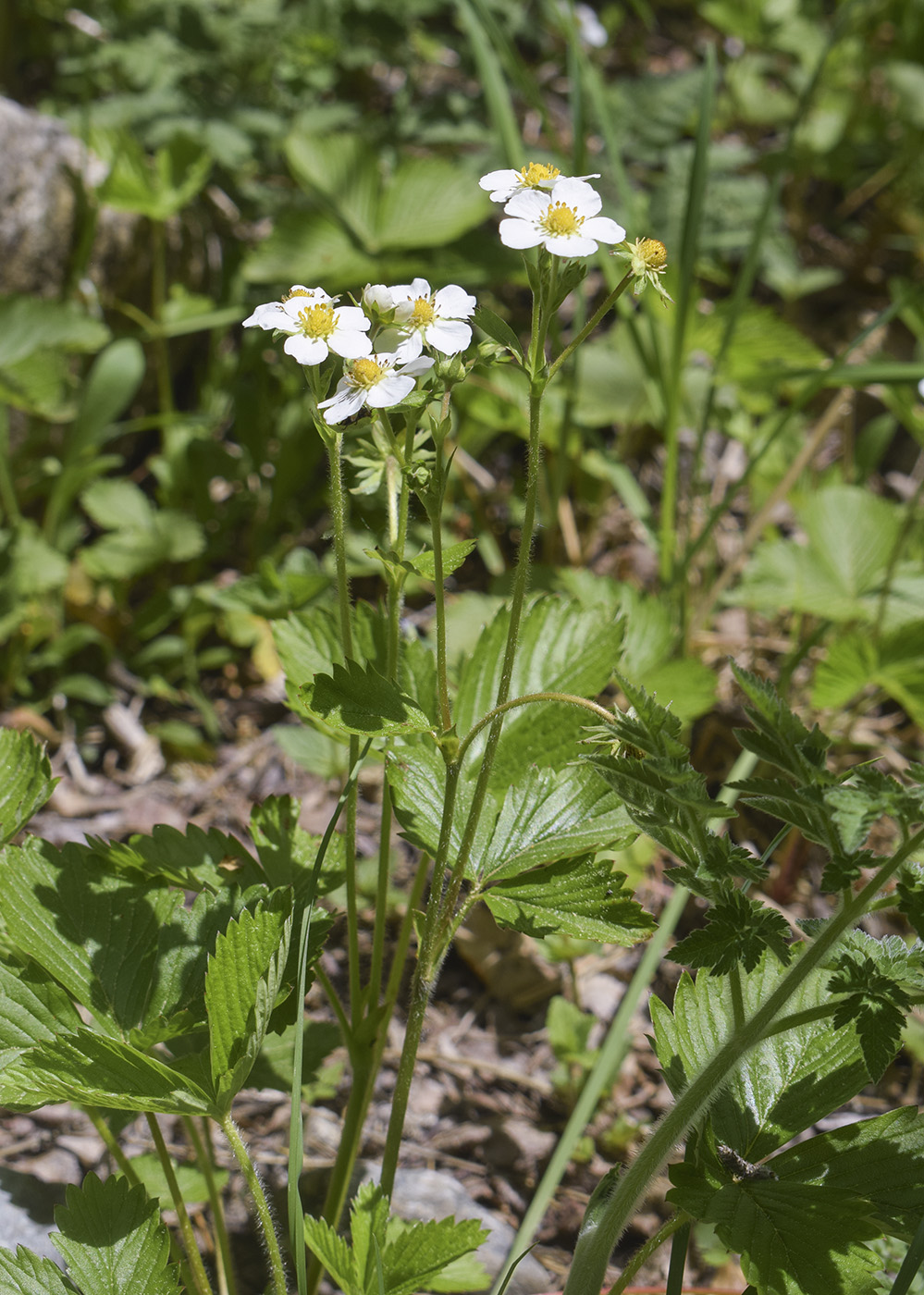 Image of Fragaria vesca specimen.