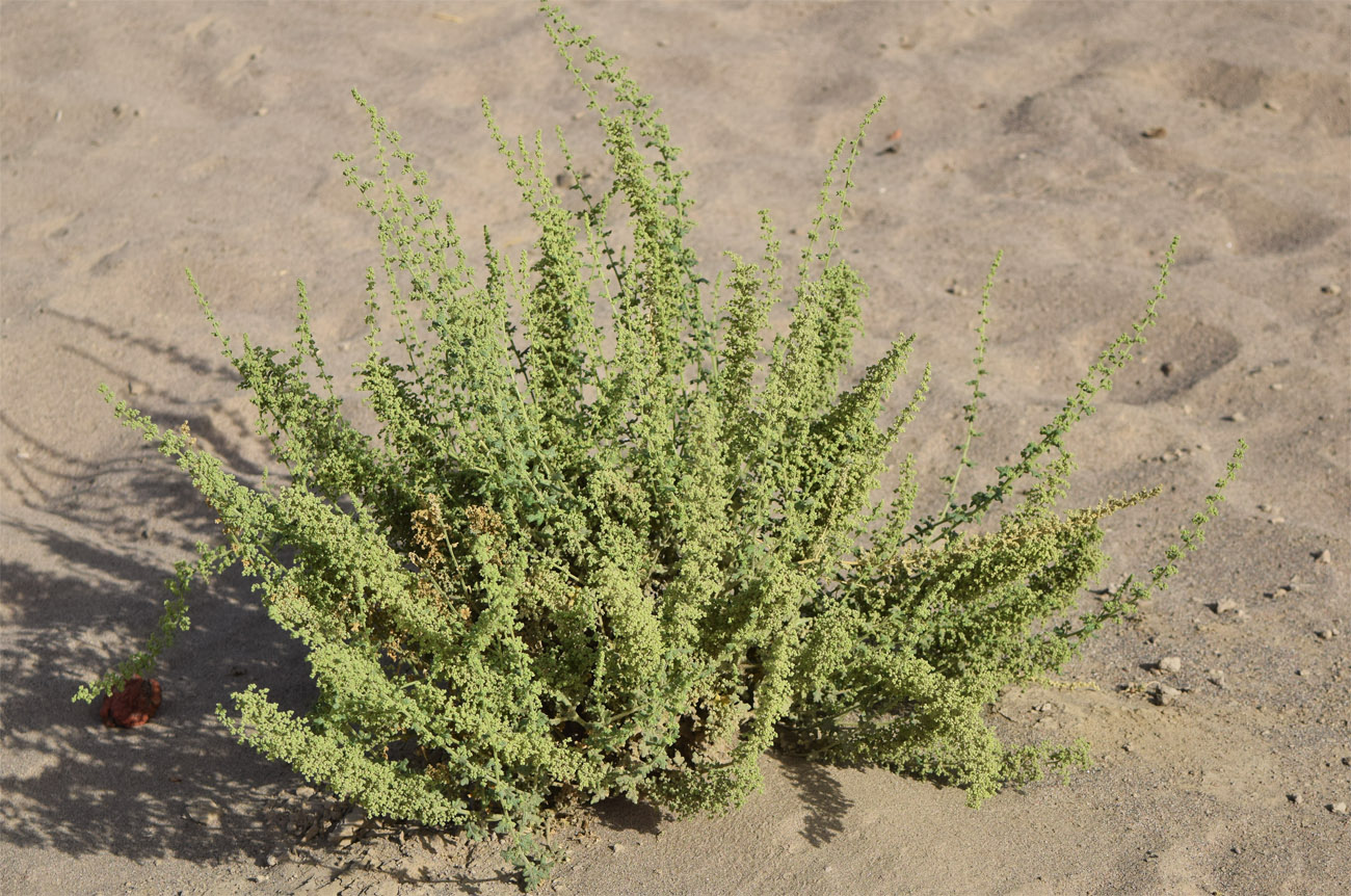 Image of Dysphania botrys specimen.