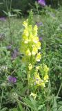 Linaria ruthenica