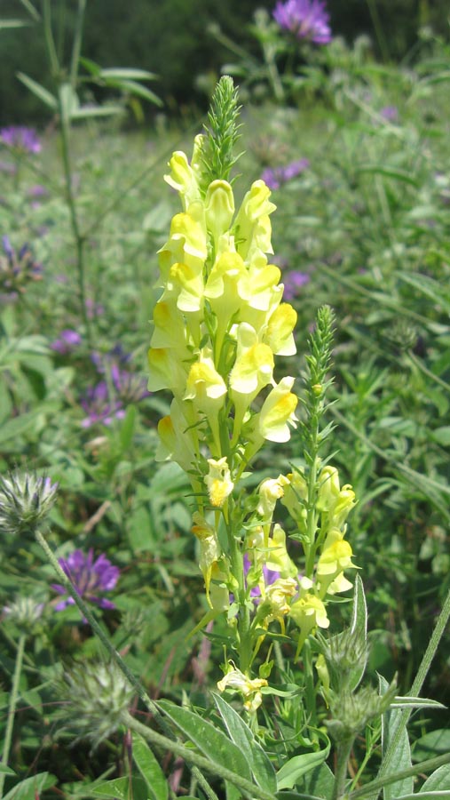 Изображение особи Linaria ruthenica.