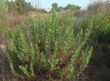 Dittrichia viscosa