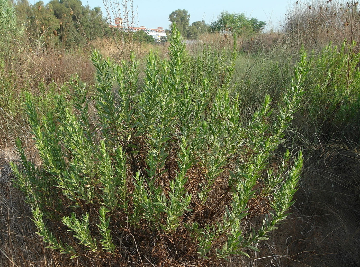 Image of Dittrichia viscosa specimen.