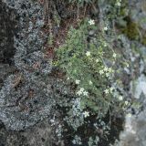 Saxifraga bronchialis