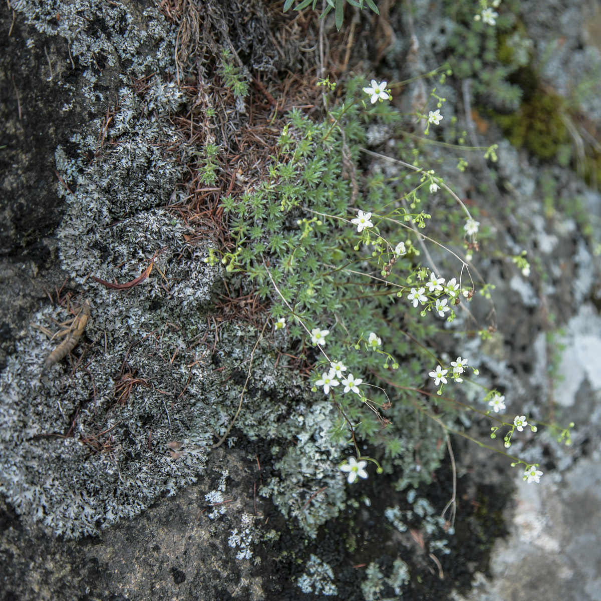 Изображение особи Saxifraga bronchialis.