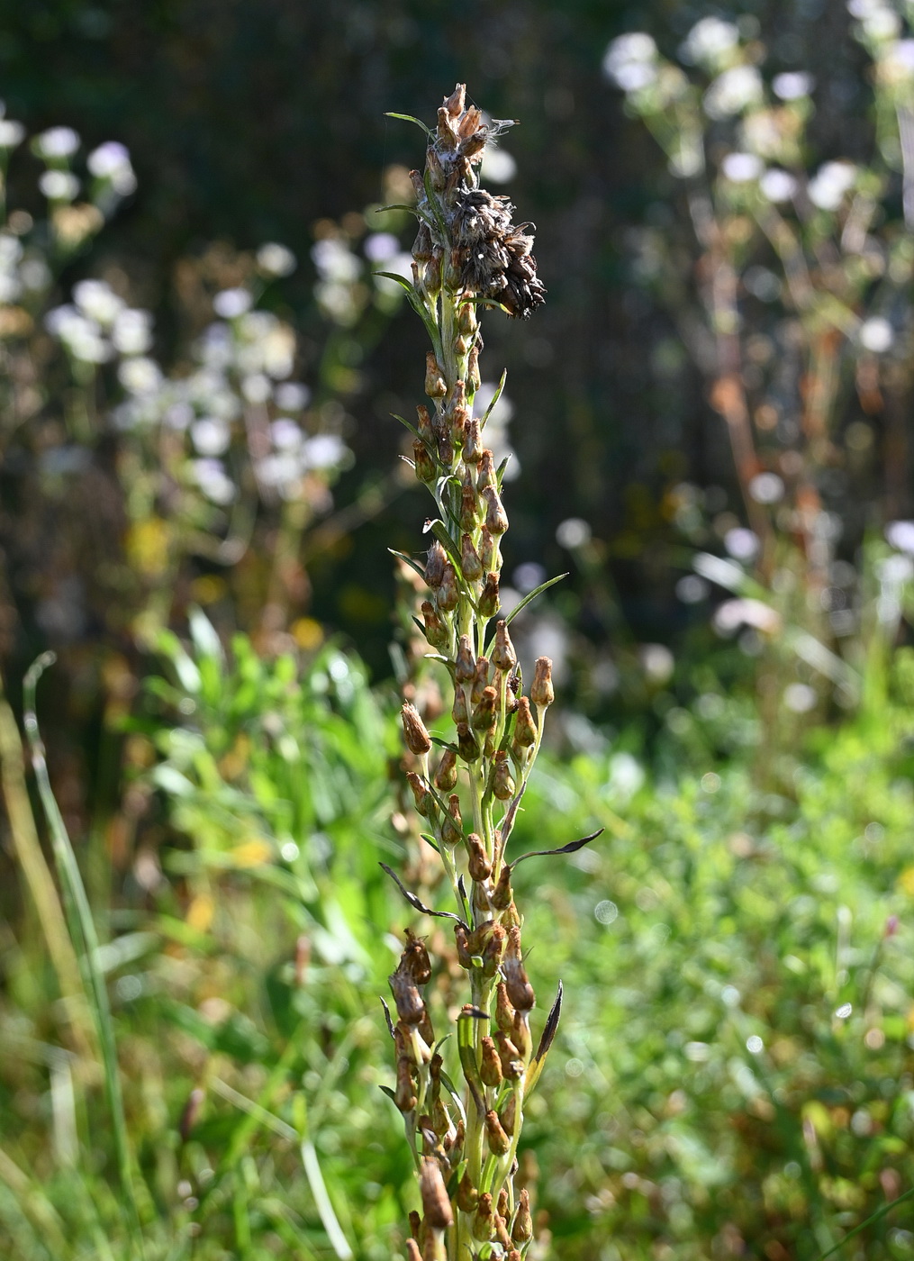 Image of Omalotheca sylvatica specimen.