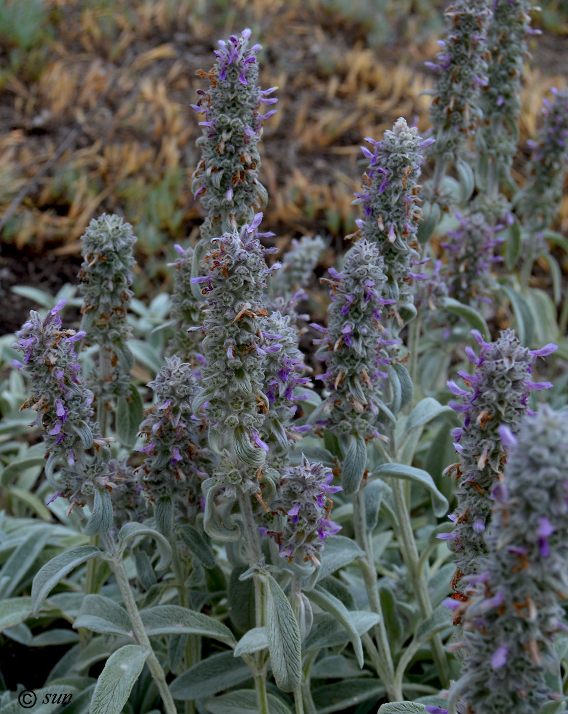 Image of Stachys byzantina specimen.