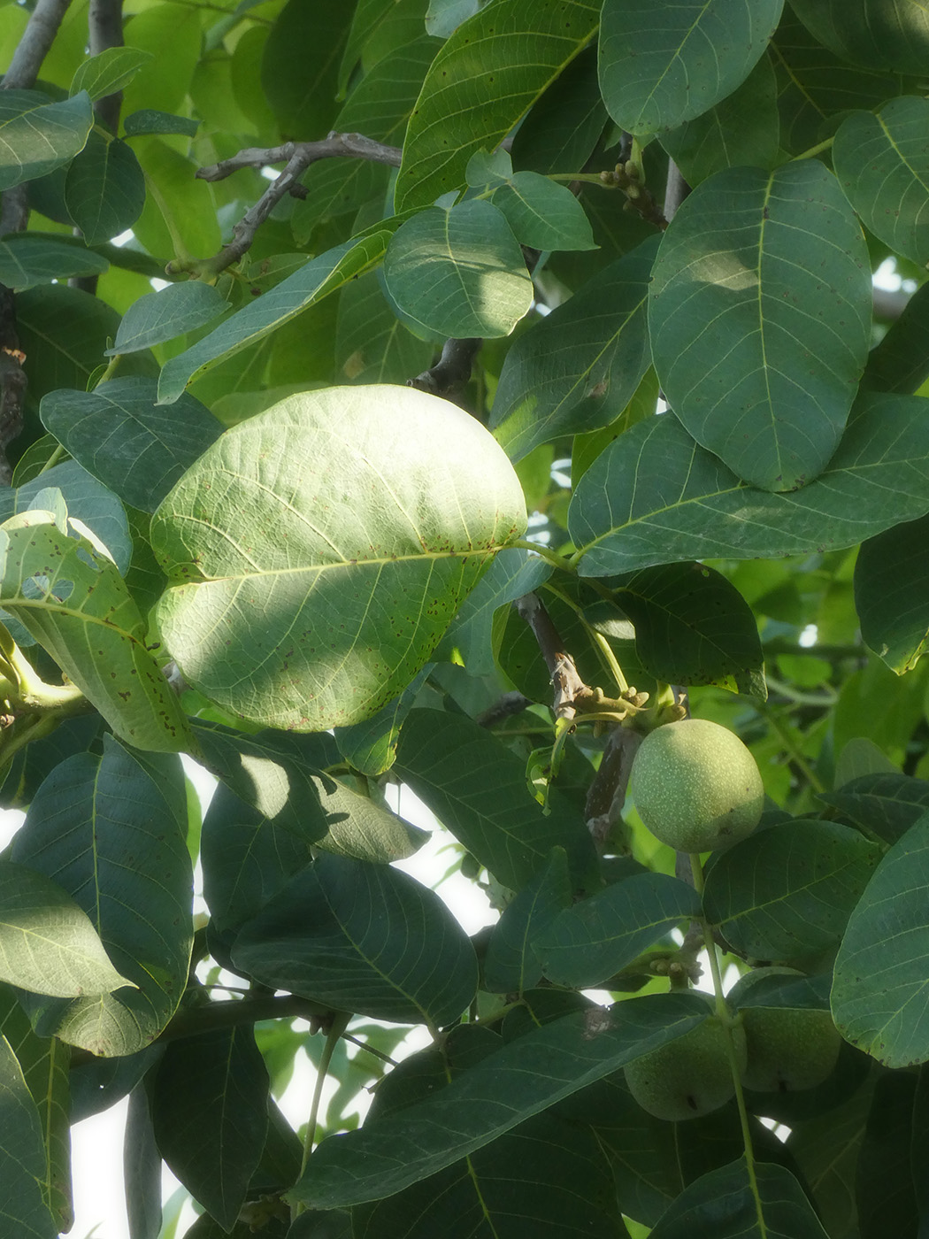 Image of Juglans regia specimen.
