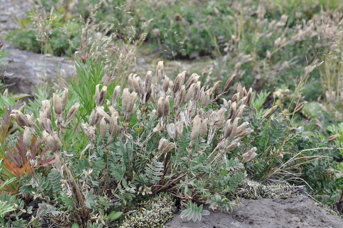 Image of familia Fabaceae specimen.