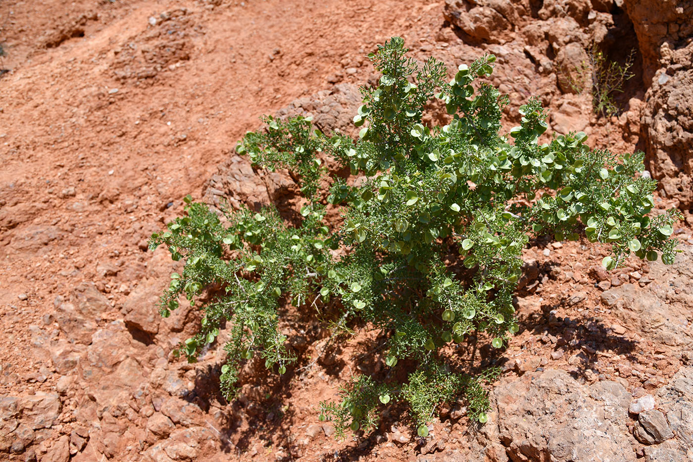 Image of Zygophyllum ferganense specimen.