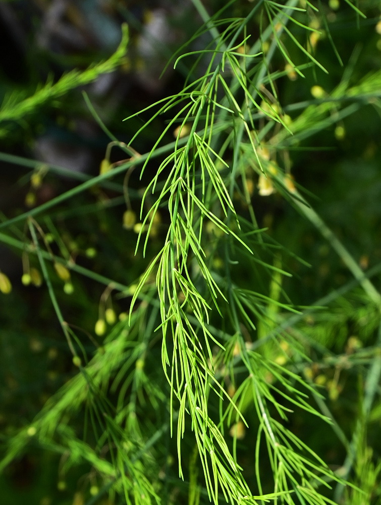 Изображение особи род Asparagus.