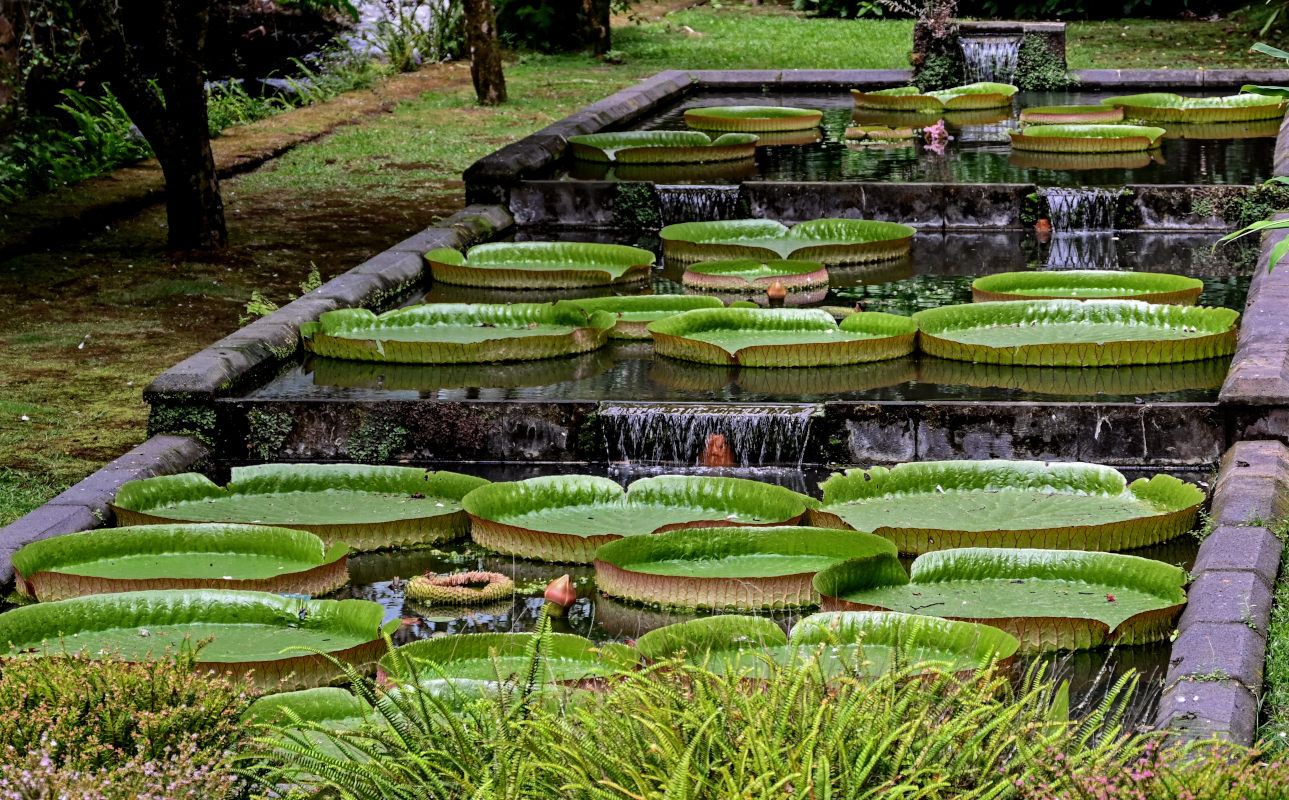 Изображение особи Victoria amazonica.