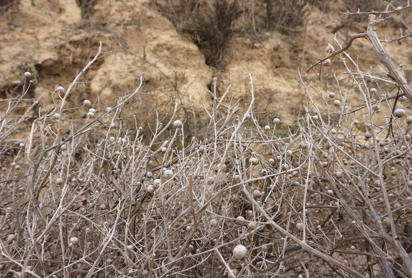 Изображение особи род Crambe.