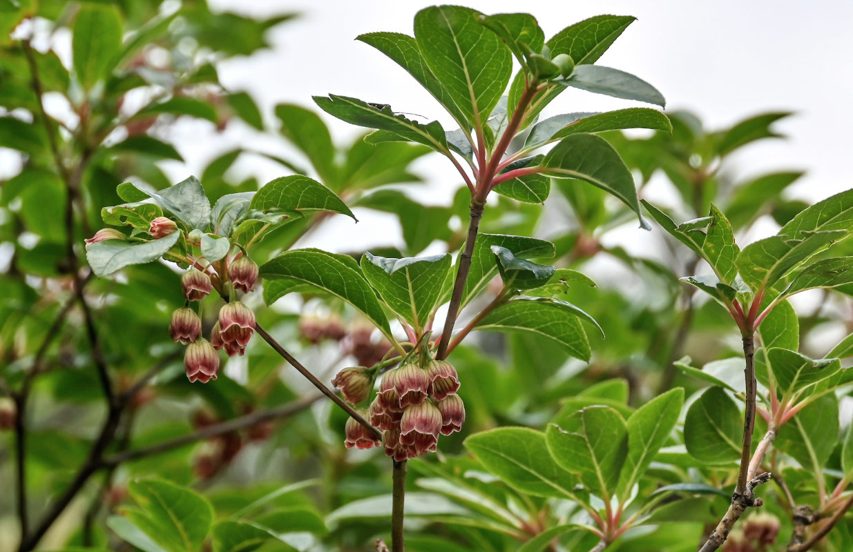 Изображение особи Enkianthus chinensis.