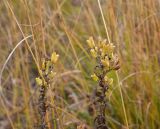 род Aconitum. Верхушка плодоносящего растения. Адыгея, Кавказский биосферный запов., плато Лагонаки, окр. ретранслятора, субальпийский луг. 2 октября 2025 г.