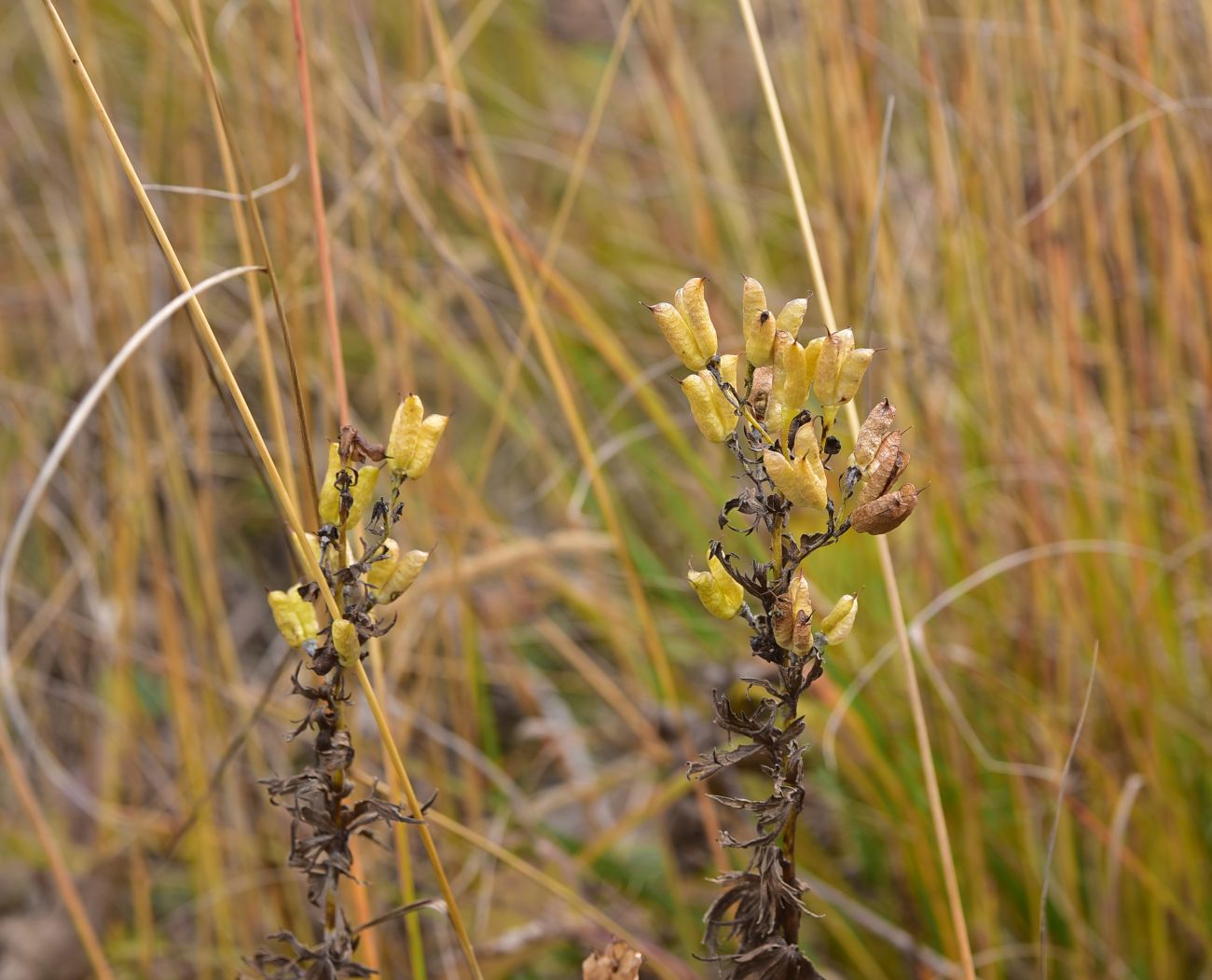 Изображение особи род Aconitum.