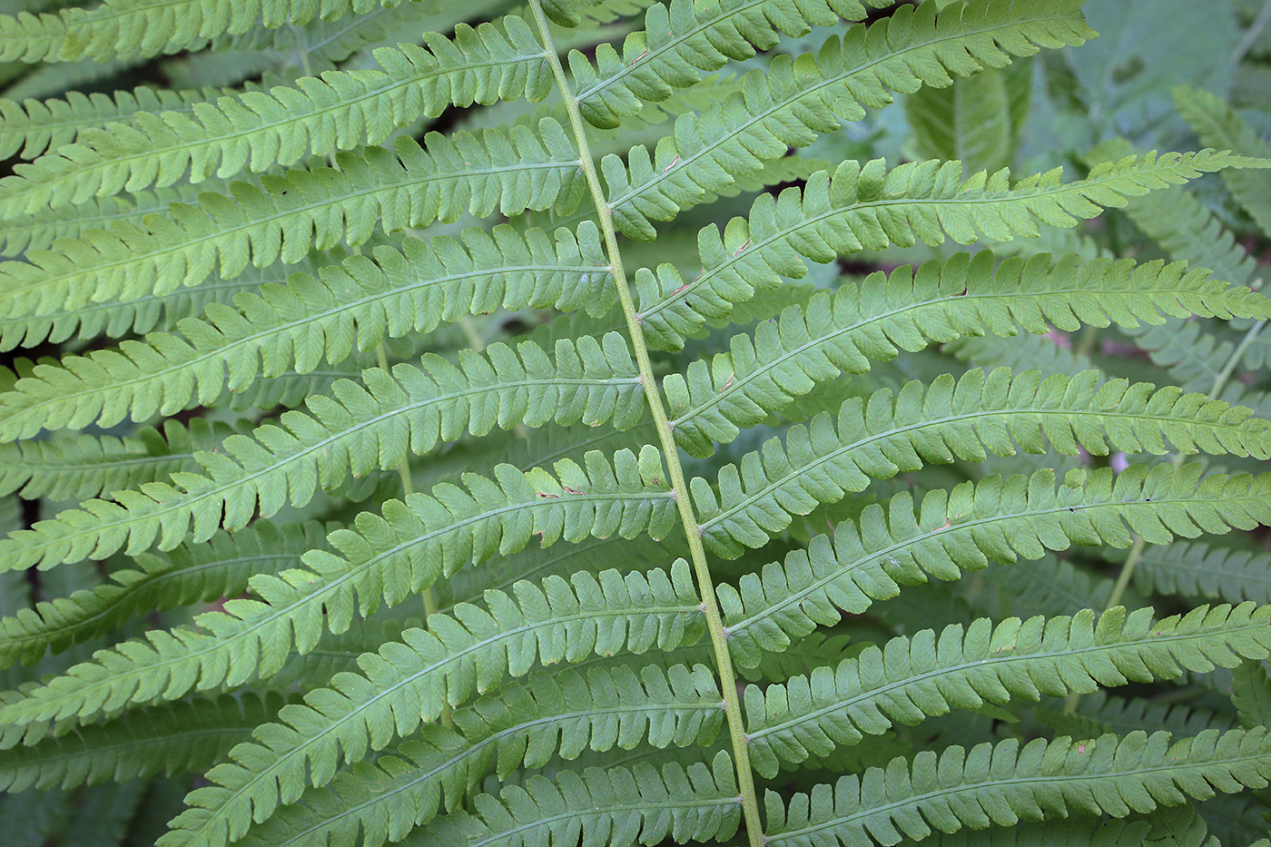 Изображение особи Matteuccia struthiopteris.