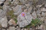 Erigeron venustus. Цветущее растение. Кабардино-Балкария, Эльбрусский р-н, восточный склон горы Чегет, выс. 2850 м н.у.м., среди камней. 7 июля 2018 г.