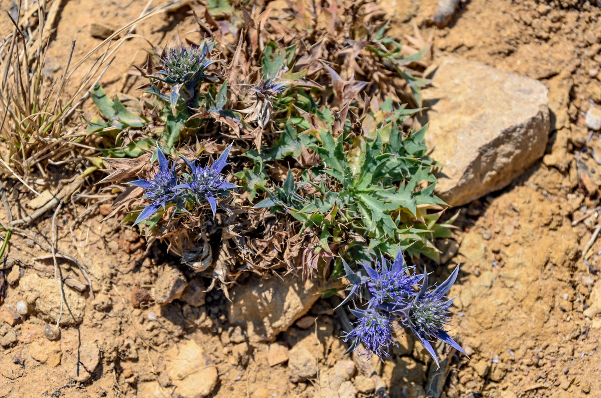 Image of genus Eryngium specimen.