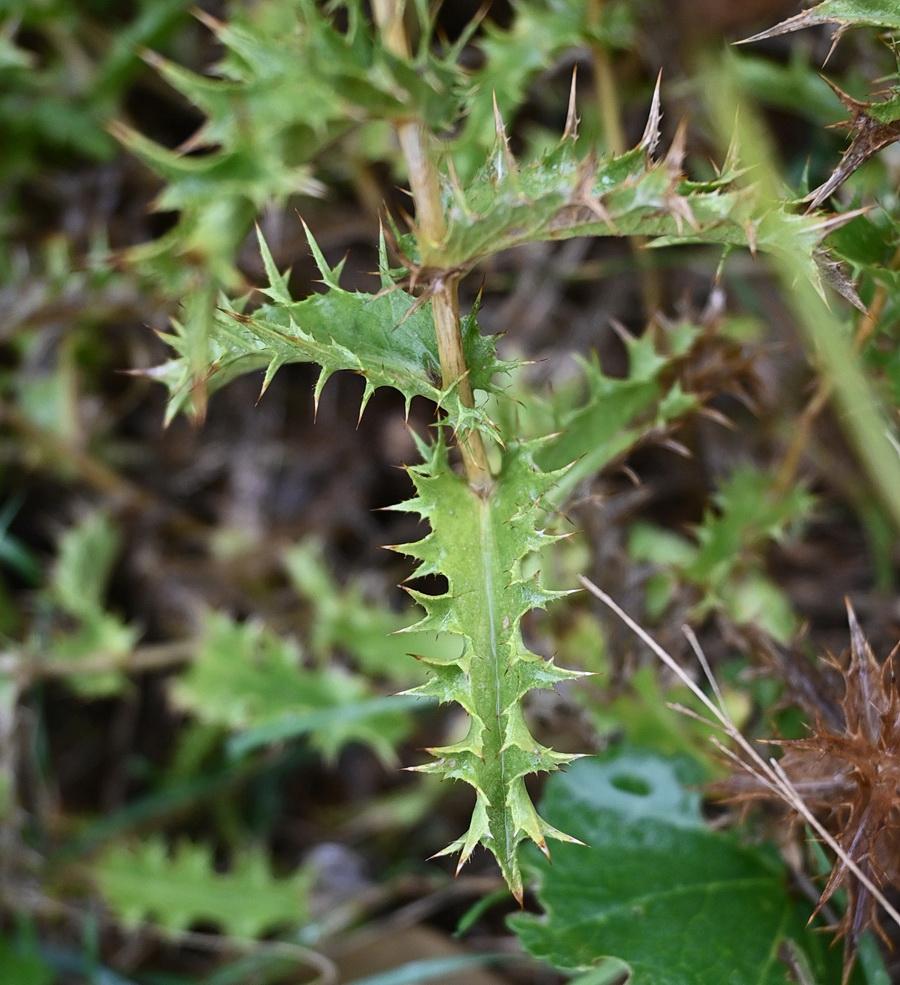 Image of familia Asteraceae specimen.