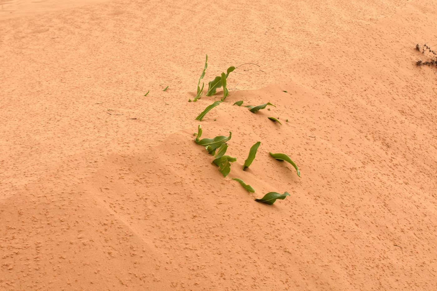 Изображение особи Isatis sabulosa.