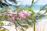 Gliricidia sepium