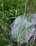 род Tragopogon. Бутонизирующее растение. Кабардино-Балкария, Приэльбрусье, лев. берег р. Шхельда в 650 м выше ур. Улыбка Шхельды, среди камней. 23 июня 2025 г.