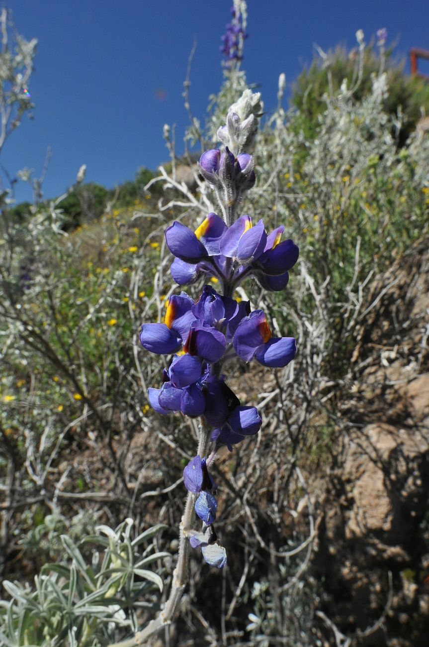 Изображение особи Lupinus mutabilis.