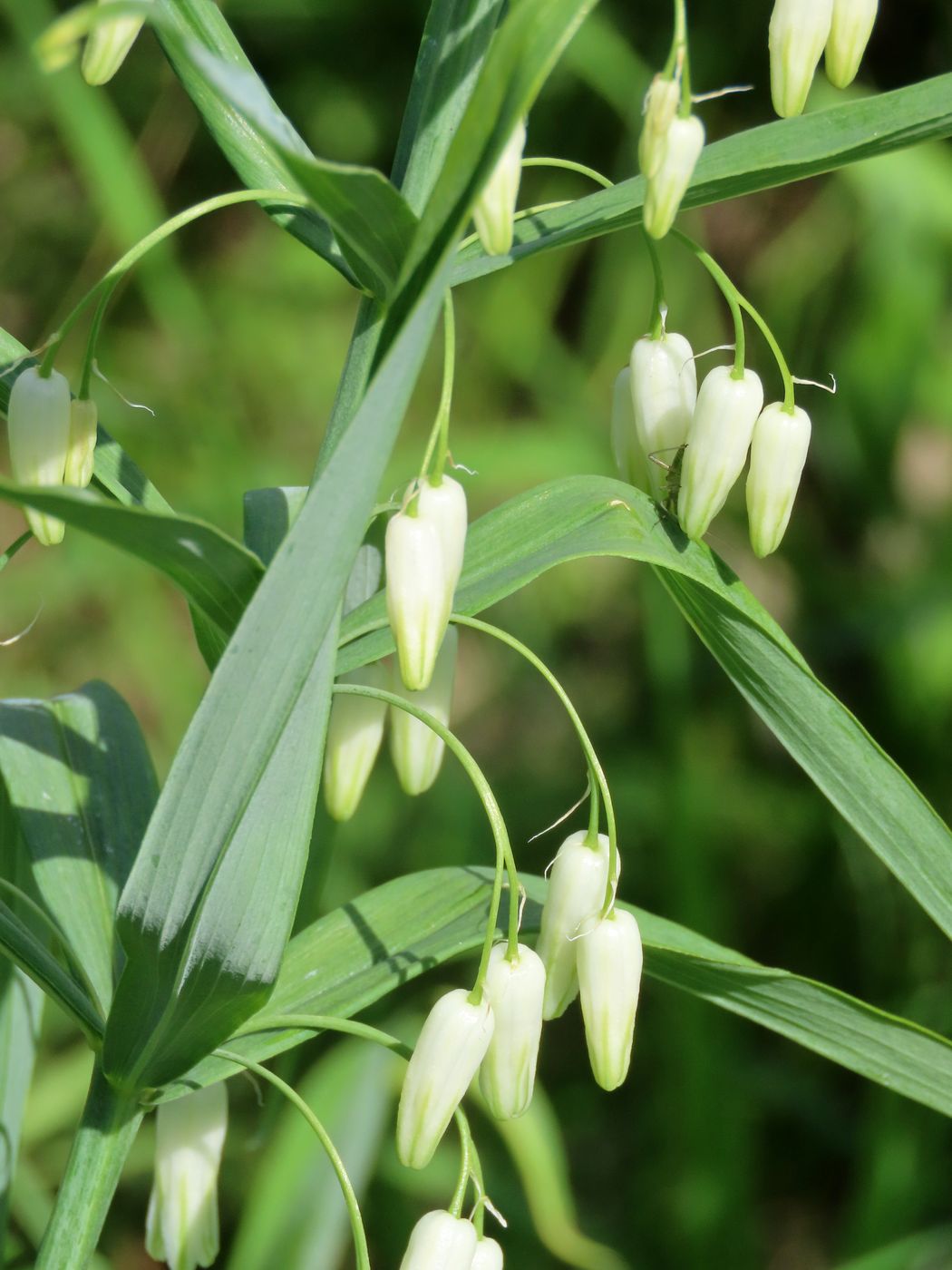 Изображение особи Polygonatum sewerzowii.