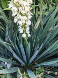 Yucca filamentosa