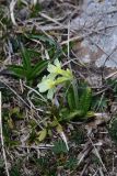 genus Primula. Цветущее растение. Грузия, край Самцхе-Джавахети, Ниноцминдский муниципалитет, юго-восточный склон горы Патара-Абули, ок. крепости Кероглы, выс. 2650 м н.у.м., луг. 7 июня 2026 г.