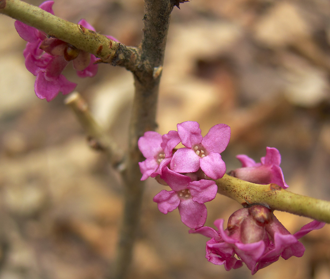 Изображение особи Daphne mezereum.