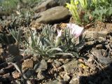 Convolvulus ammannii. Цветущее растение. Казахстан, Восточно-Казахстанская обл, Зайсанский р-н; Саур-Тарбагатай, сев. макросклон вост. части хр. Манрак, пер. Шиликты, ≈ 900 м н.у.м., глинисто-щебнистый склон сопки. 12 мая 2026 г.