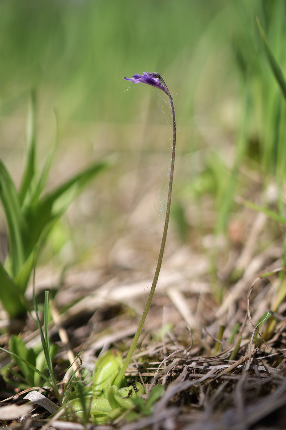 Image of Pinguicula vulgaris specimen.