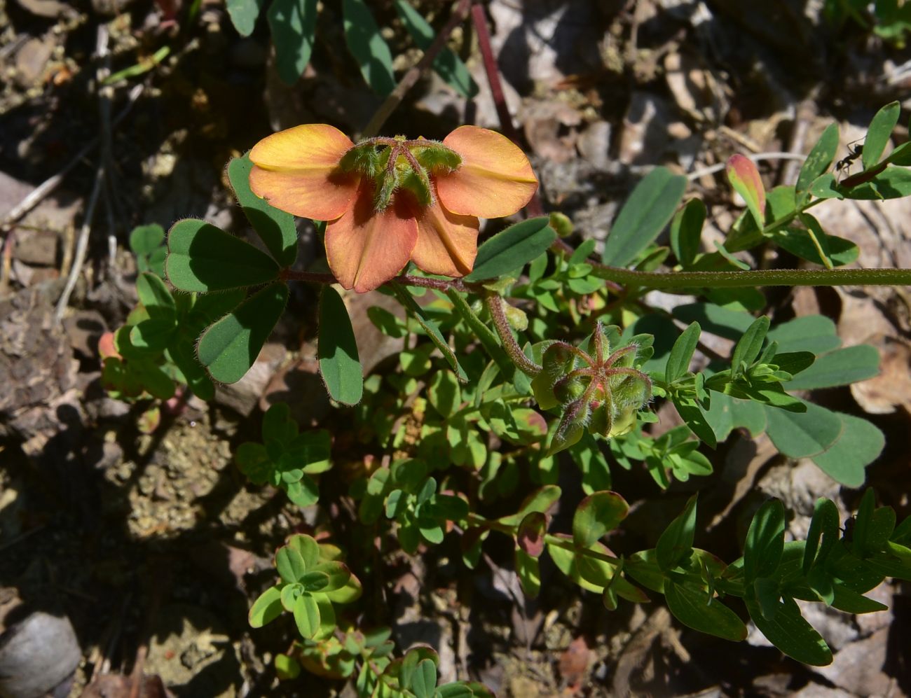 Image of Unknown species specimen.