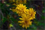 Rudbeckia laciniata разновидность hortensia. Соцветия (культивар, махровая форма). Московская обл., Раменский р-н, окр. дер. Хрипань, садовый участок. 18.08.2026.