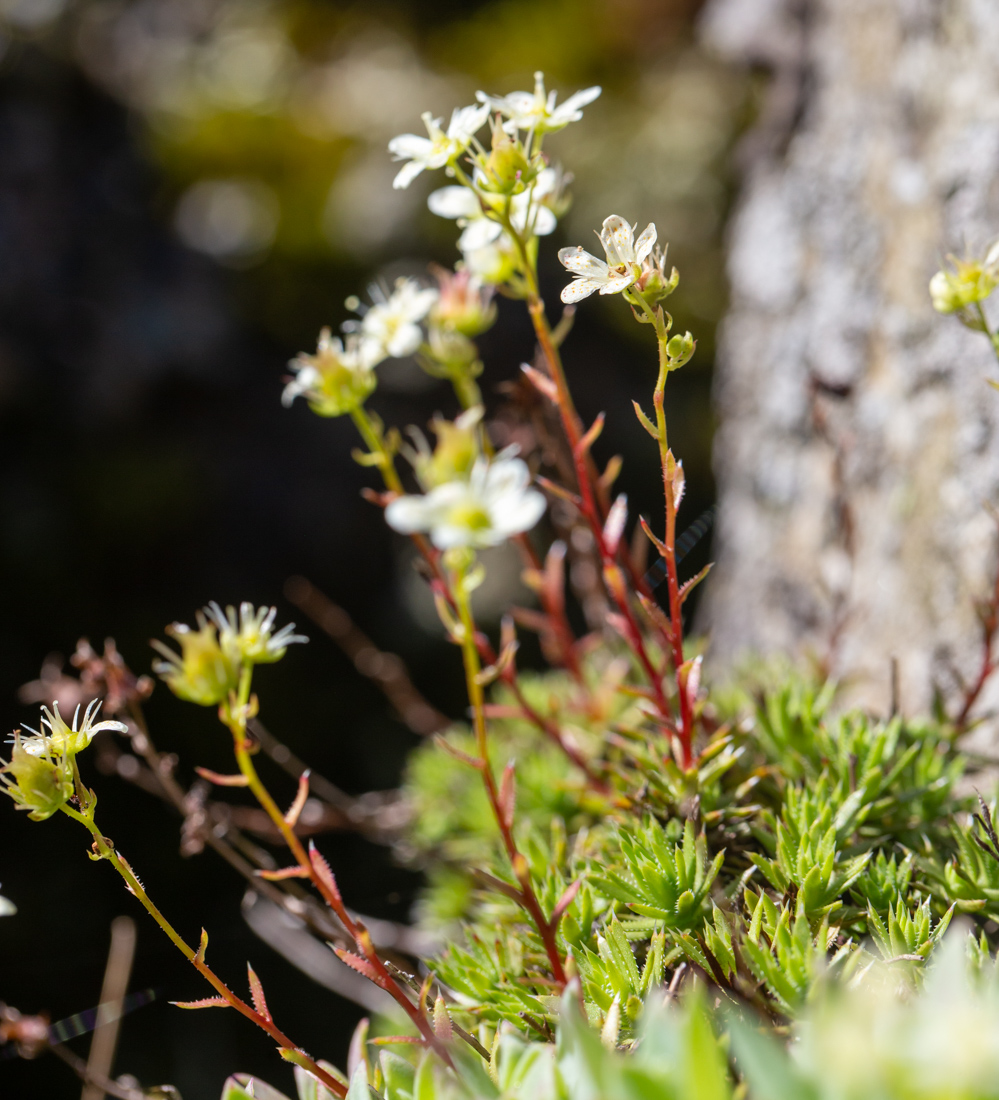 Image of Saxifraga spinulosa specimen.