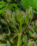 Heracleum sphondylium. Побег с завязавшимися плодами. Санкт-Петербург, Приморский р-н, заказник «Северное побережье Невской губы», песчаный береговой уступ Финского залива. 03.08.2026.